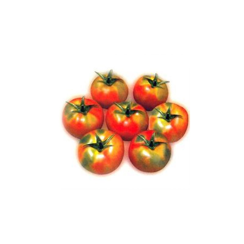 desi tomato